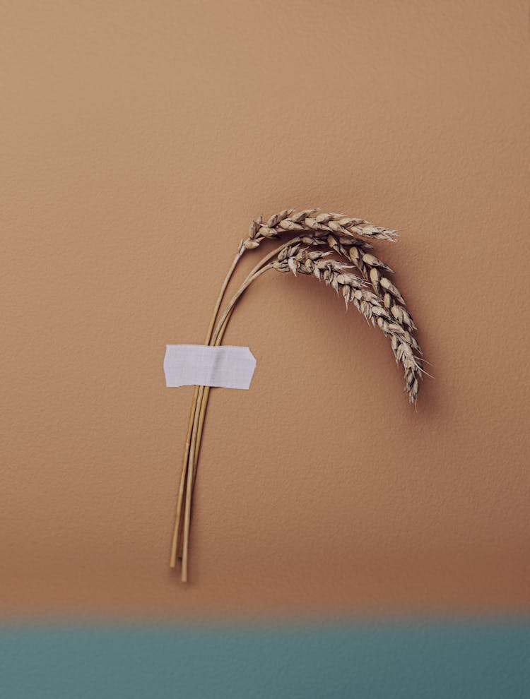 Photograph Of Wheat Taped To A Wall