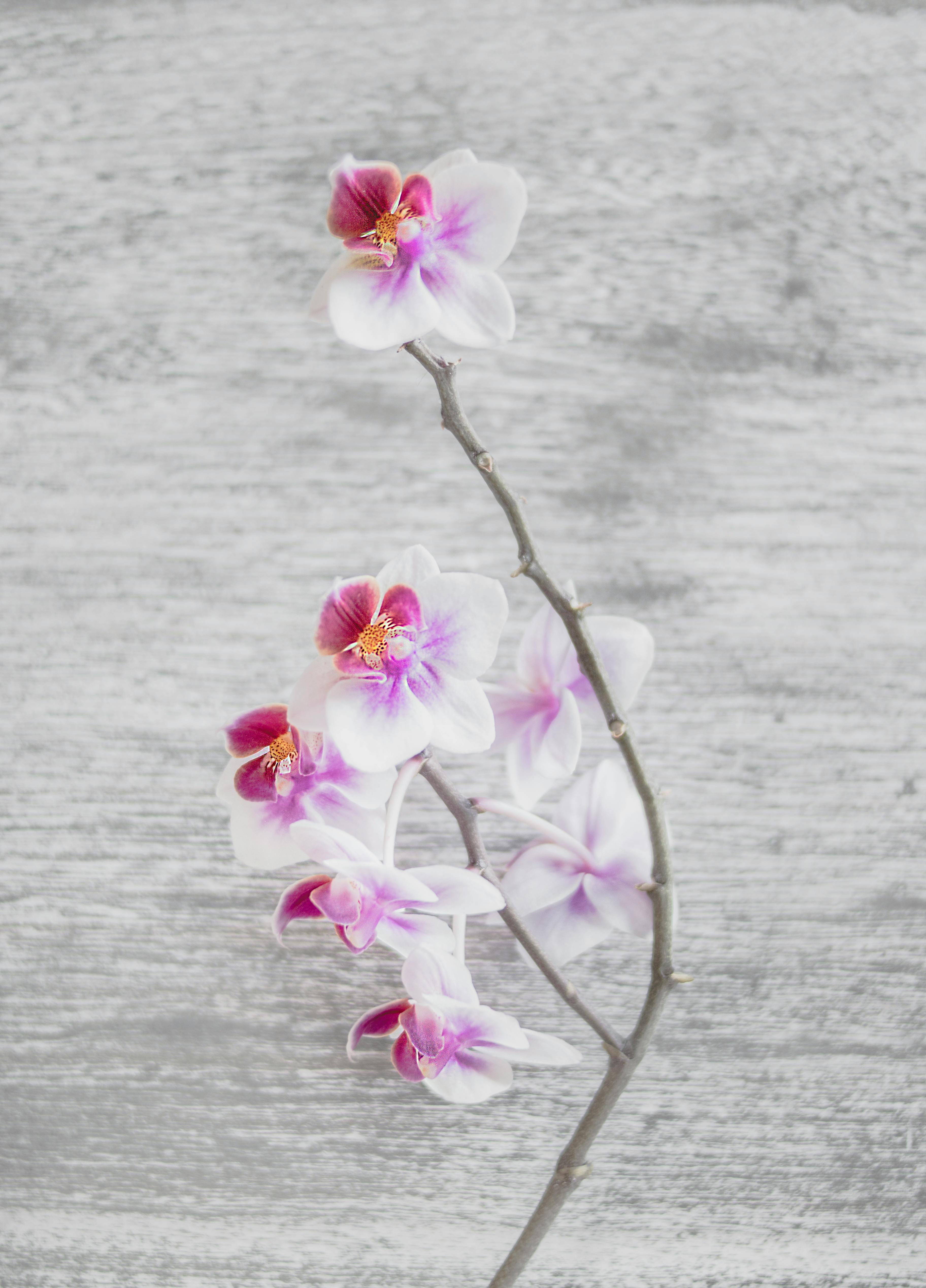 Orchid Background Images  Free Download on Freepik