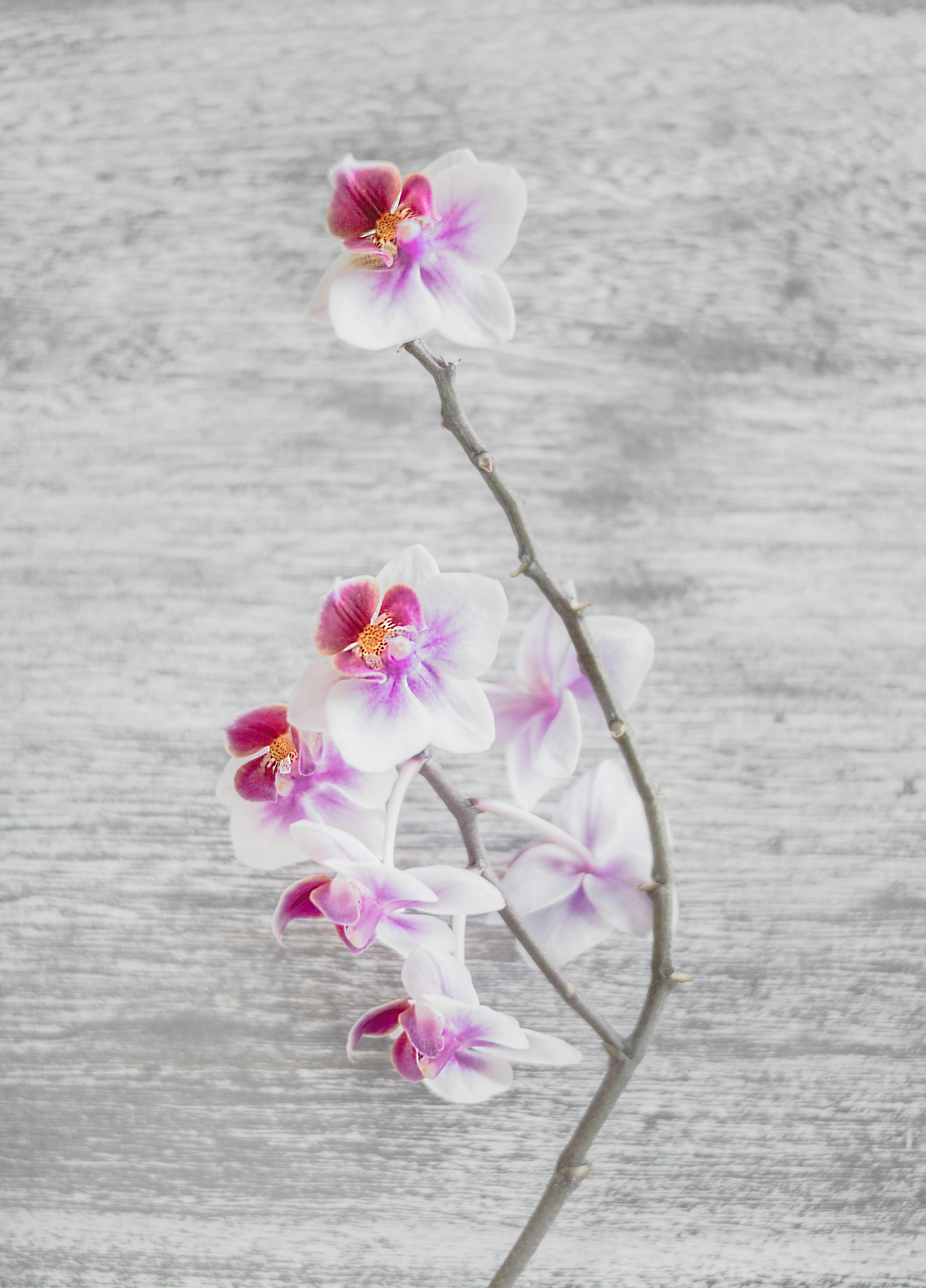 Wallpaper iPhone | Orchid wallpaper, Flower phone wallpaper, Flower  background wallpaper