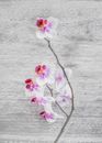 Close Up Photo of White and Pink Moth Orchid Flowers