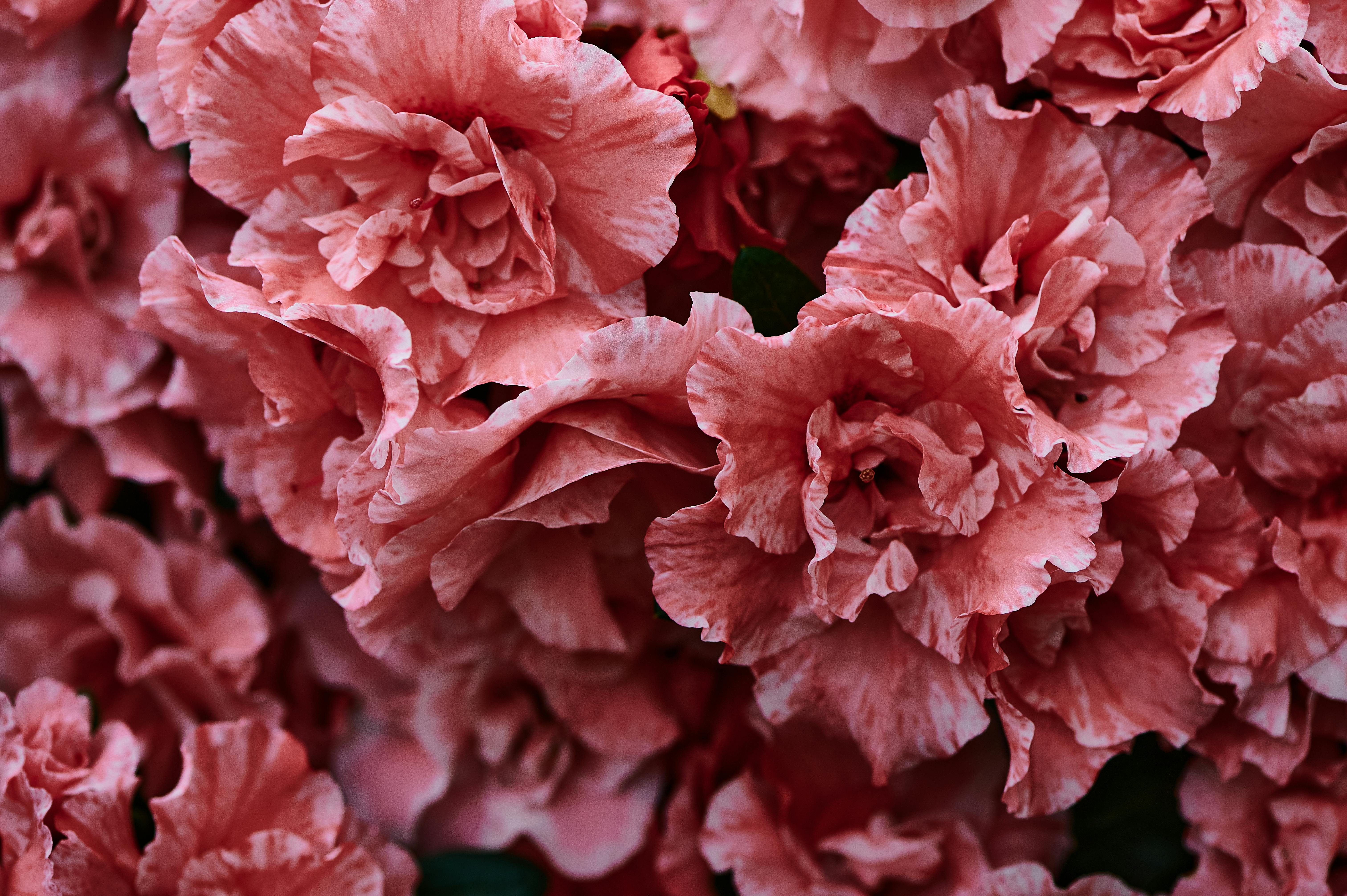 100+] Carnation Wallpapers | Wallpapers.com