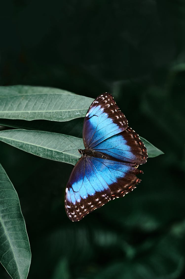 Blue And Black Morpho Butterfly On Green Leaf