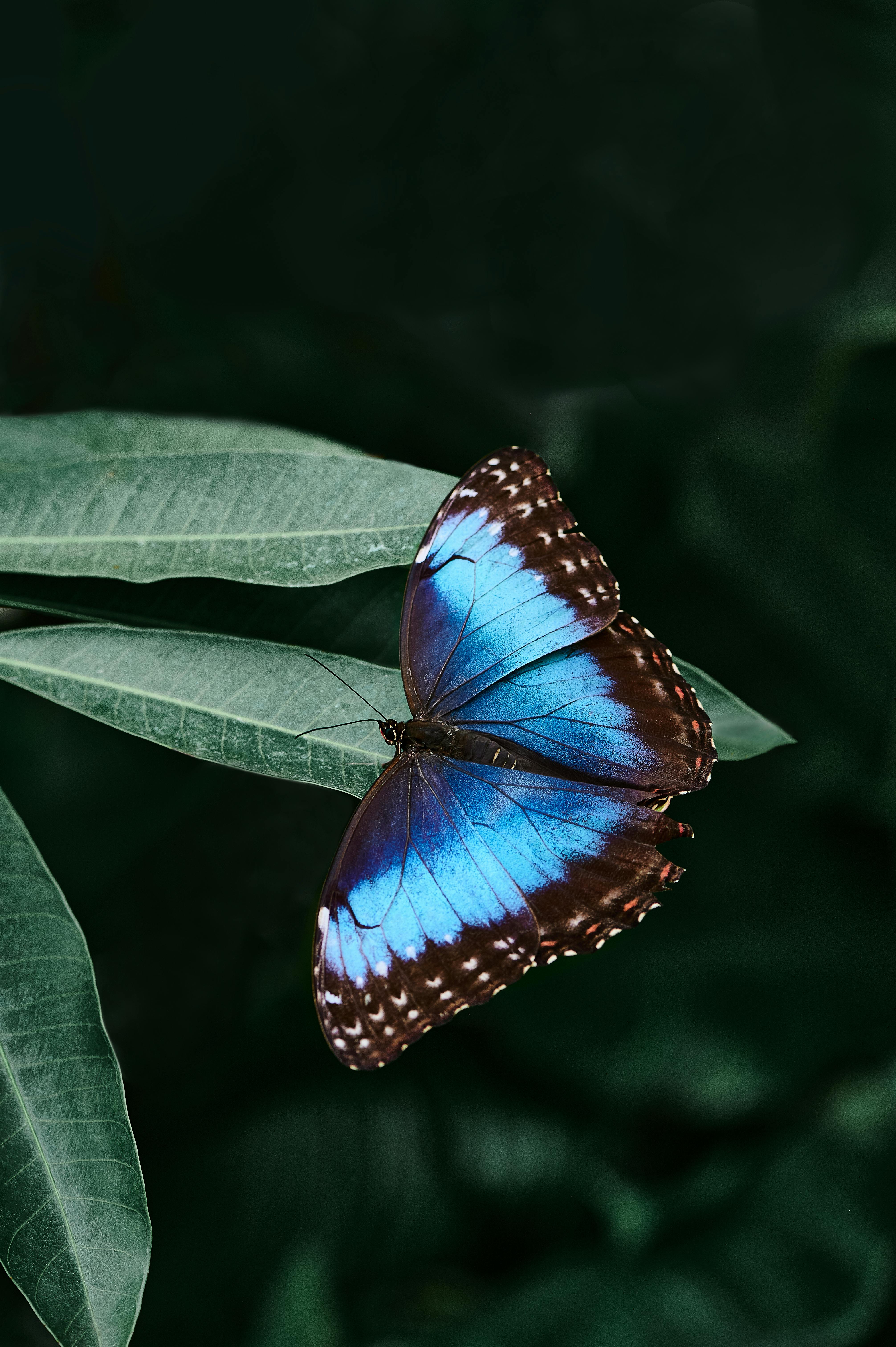 Share hình nền bươm bướm lung linh cho điện thoại Vivo V21