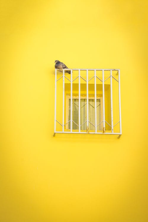 Free stock photo of bird, by the window, minimalism