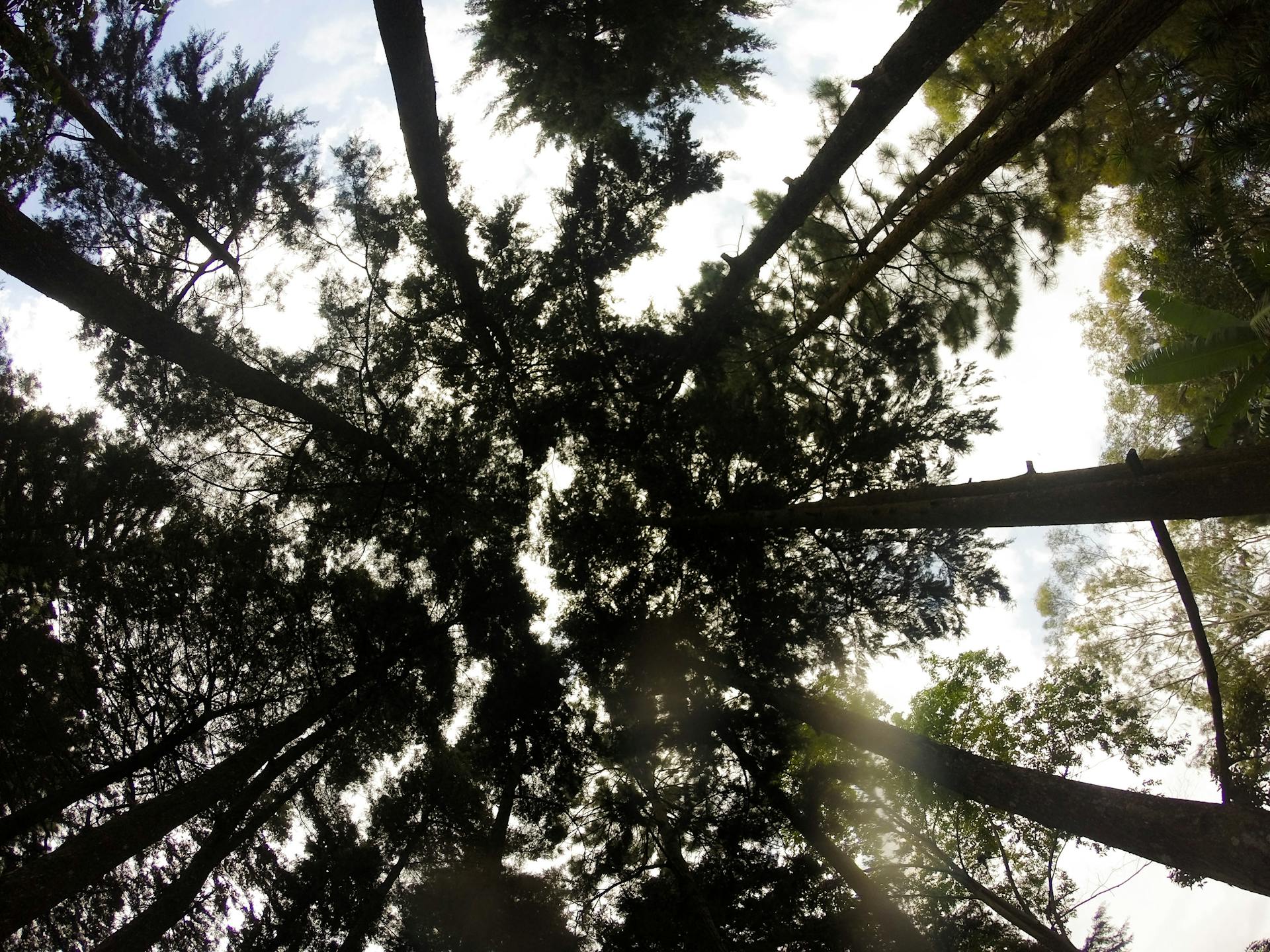 Capture of tall pine trees from below in a serene El Salvador forest.