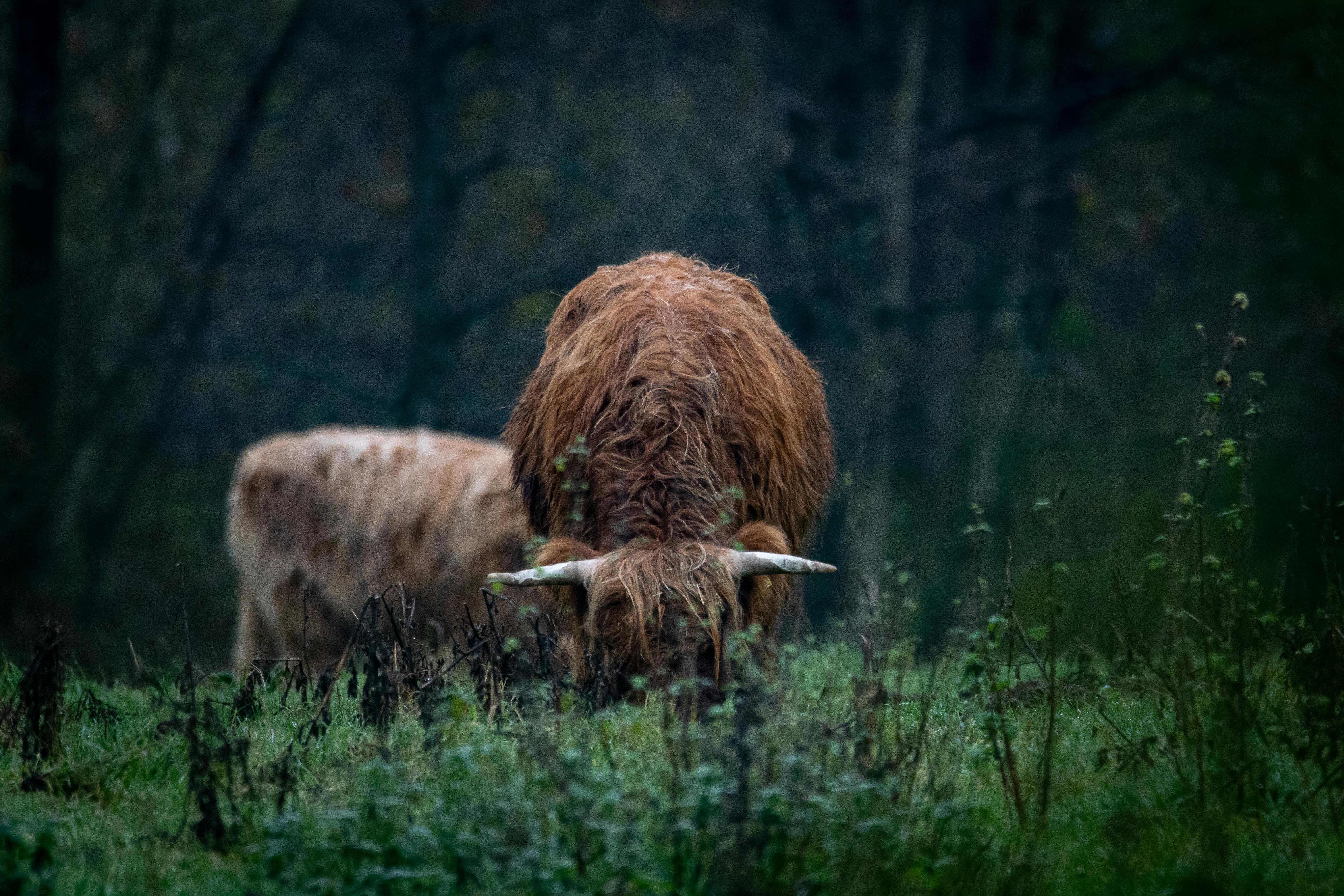grátis Foto profissional grátis de @exterior, agrário, agricultura Foto profissional