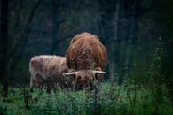 Brown Yak on Green Grass Field