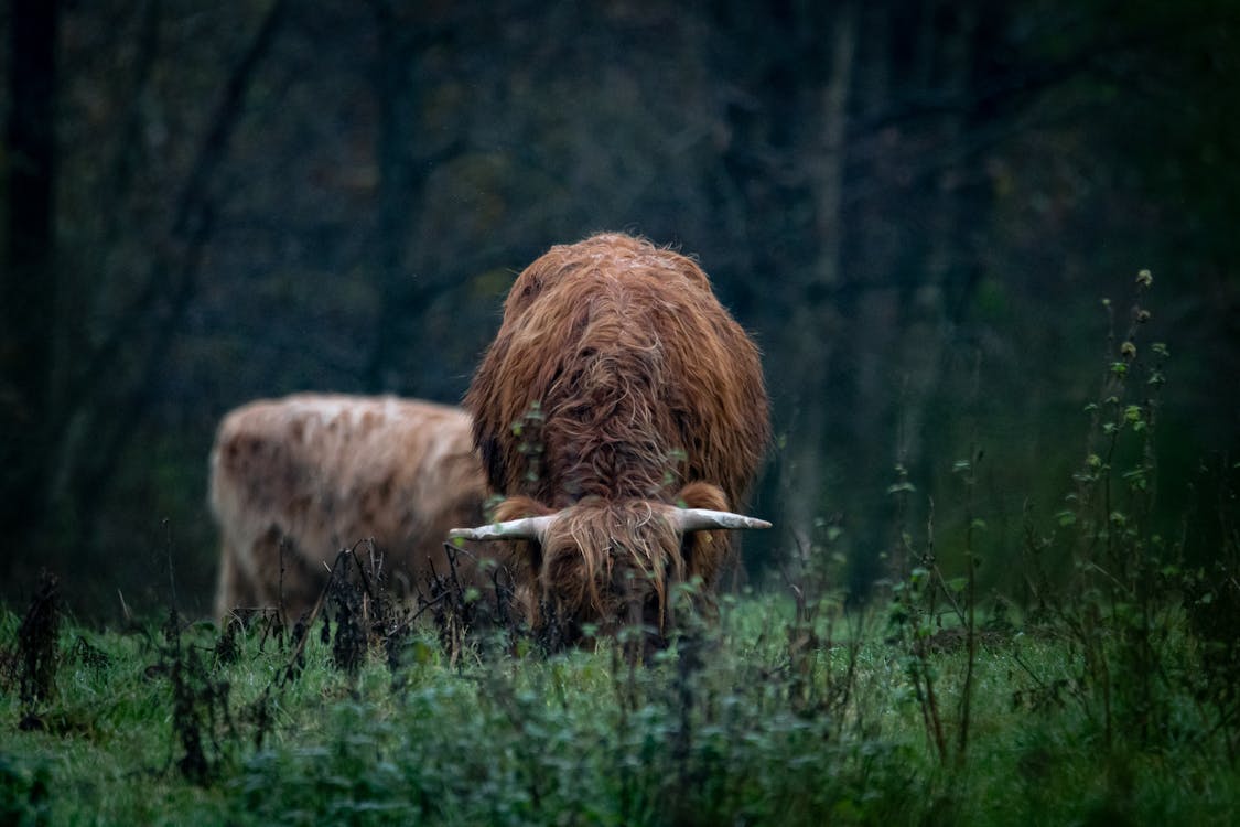 乾草地, 公牛, 原本 的 免費圖庫相片