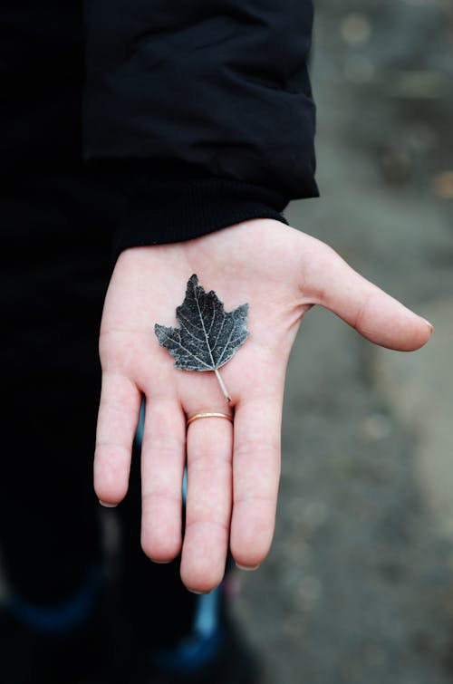 Ilmainen kuvapankkikuva tunnisteilla esittely, kädet ihmisen kädet, käsi