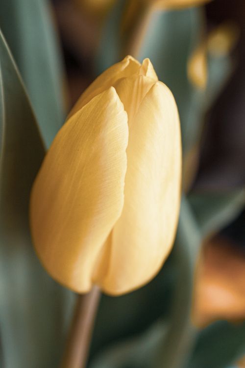 Free Vibrant close-up of a yellow tulip, highlighting its delicate petals and natural beauty. Stock Photo