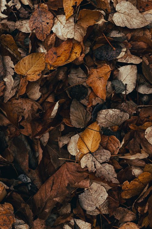 Free Detailed close-up of colorful fallen autumn leaves creating a textured pattern on the ground. Stock Photo
