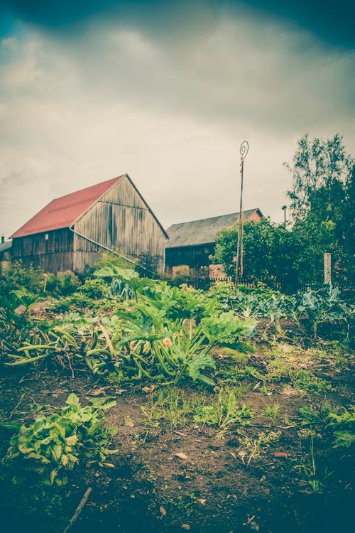 countryside, garden, houses