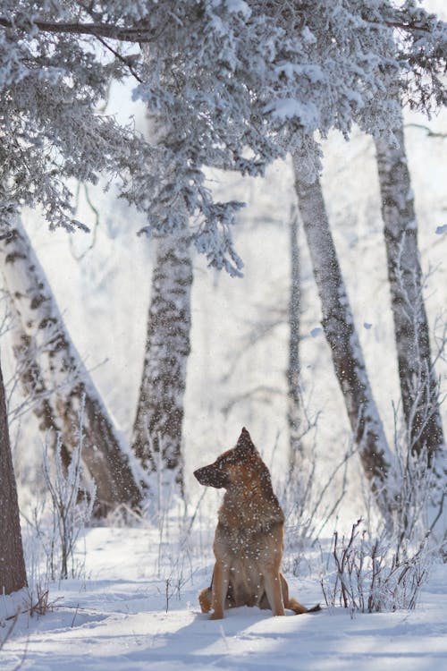 Dog Sitting on Snow Covered Ground