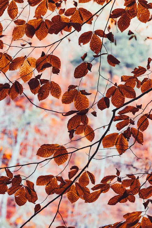 Бесплатное стоковое фото с atmosfera de outono, вертикальный выстрел, коричневые листья