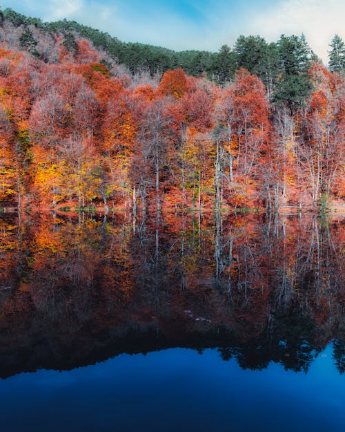 Бесплатное стоковое фото с atmosfera de outono, вертикальный выстрел, живописный