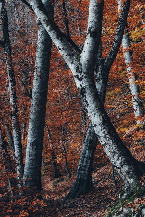 atmosfera de outono, 垂直ショット, 木の幹の無料の写真素材