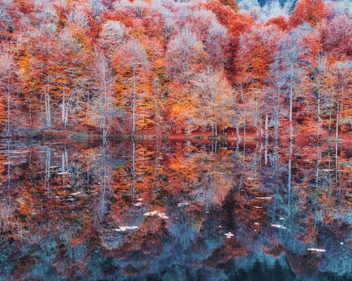 A Forest by the Lake in Autumn 