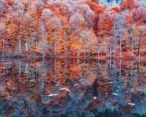 Kostenloses Stock Foto zu bäume, herbst, herbstsaison