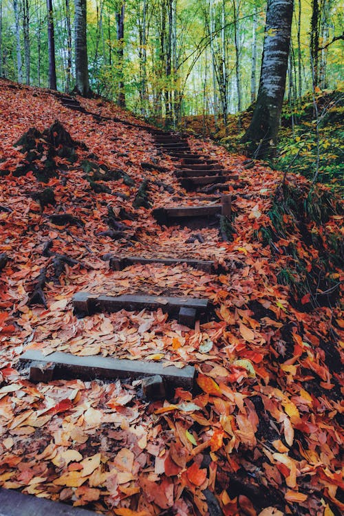 Fallen Leaves on a Forest Trail 