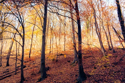 Fotos de stock gratuitas de arboles, bosque, hojas caídas