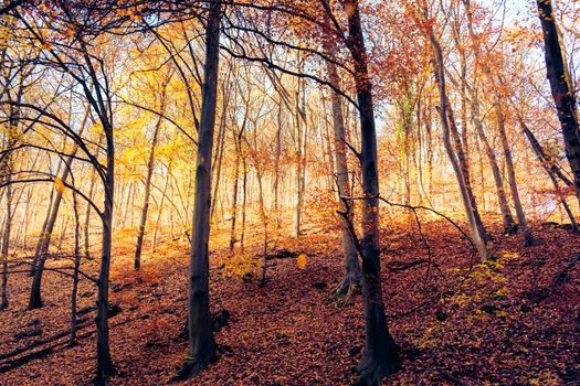 Stunning autumn forest scene in Óbánya, Hungary, showcasing vibrant fall foliage and serene natural beauty.