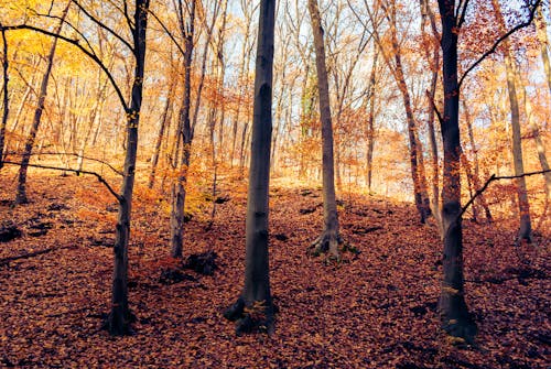 Trees in the Woods