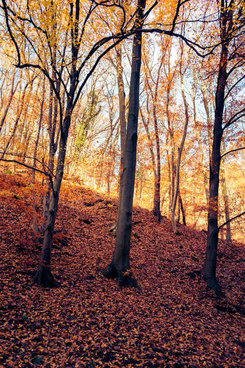 Fotobanka s bezplatnými fotkami na tému jeseň, jesenná sezóna, les