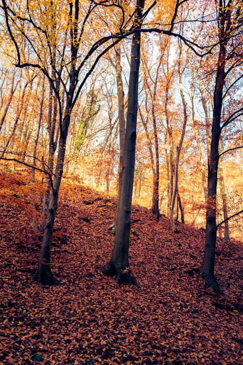 Foto profissional grátis de árvores, declínio, floresta