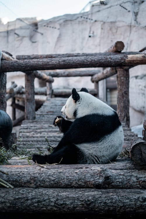 Gratis lagerfoto af dyr, lodret skud, Panda
