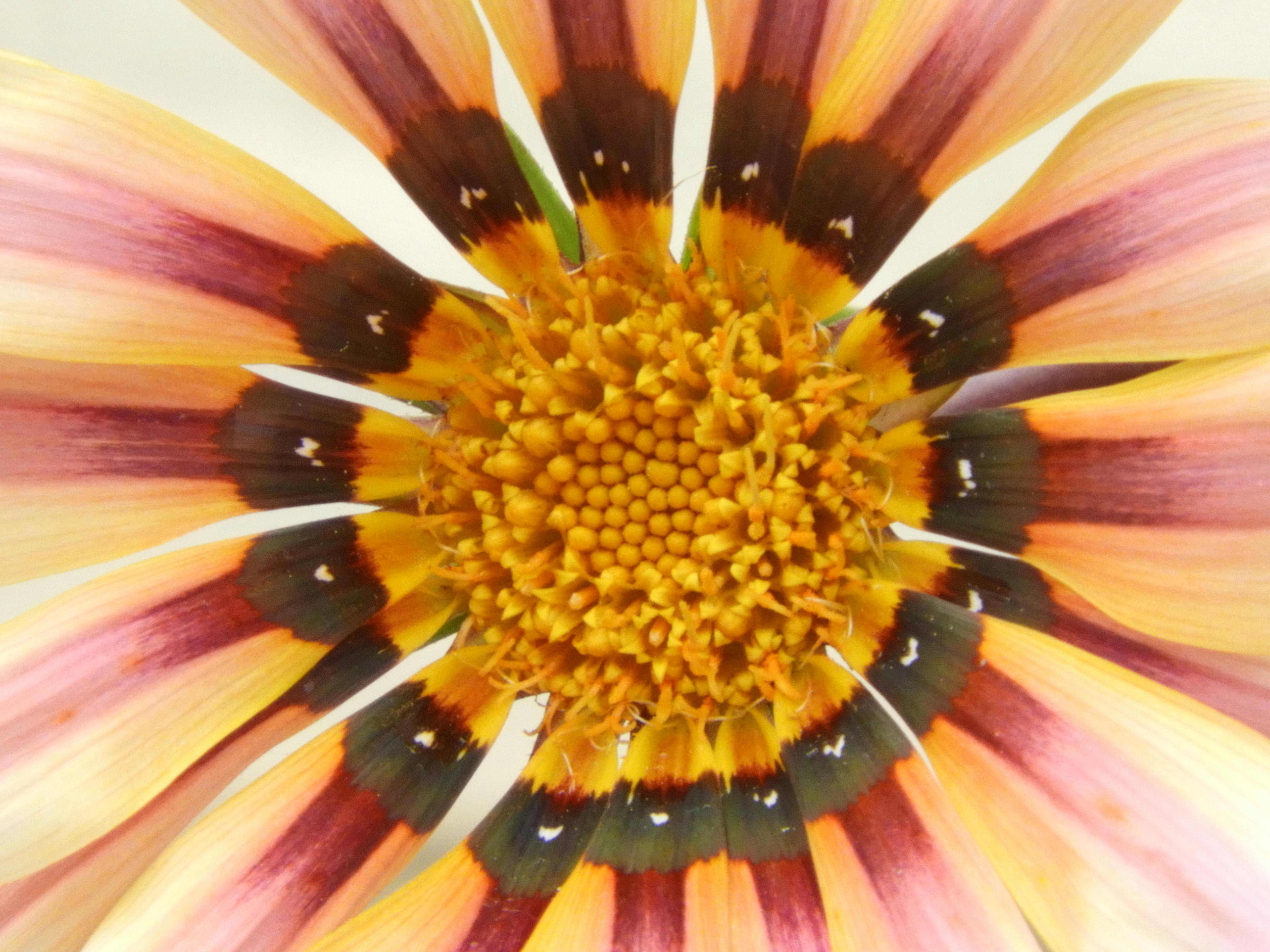 Free stock photo of One more vision of sunflower....
