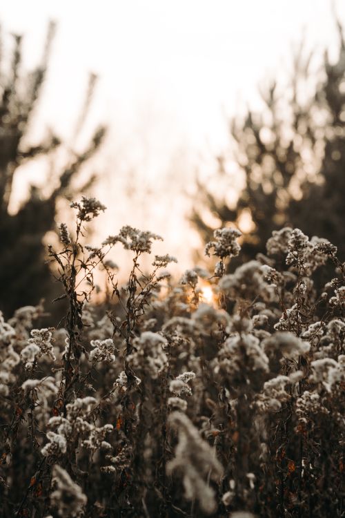 Free Peaceful view of a wildflower field with the sun setting, capturing an autumn ambiance. Stock Photo