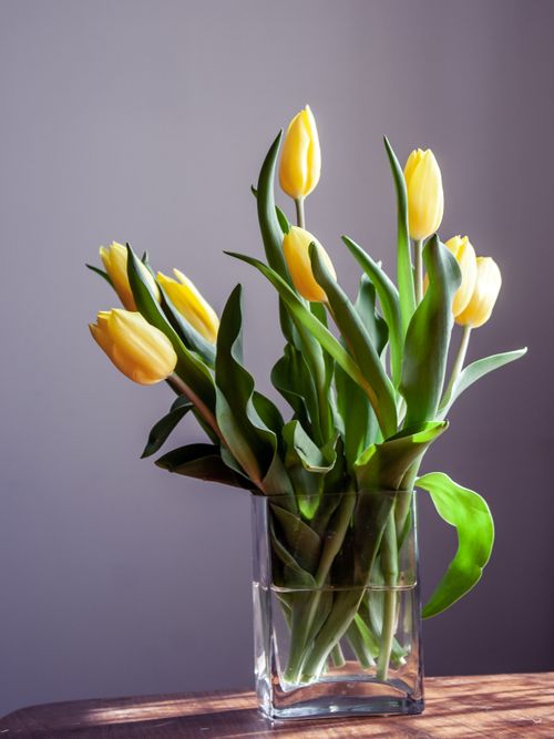 Free Bright yellow tulips in a glass vase illuminated by soft natural light inside a room. Stock Photo