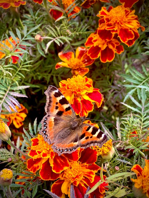 Butterfly on Orange Flowers