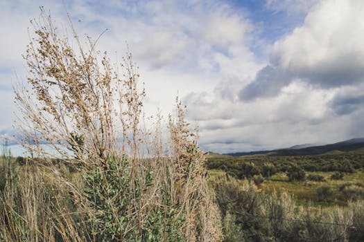 Tranquil rural scene with grassy fields and cloudy skies, capturing the essence of natural beauty.