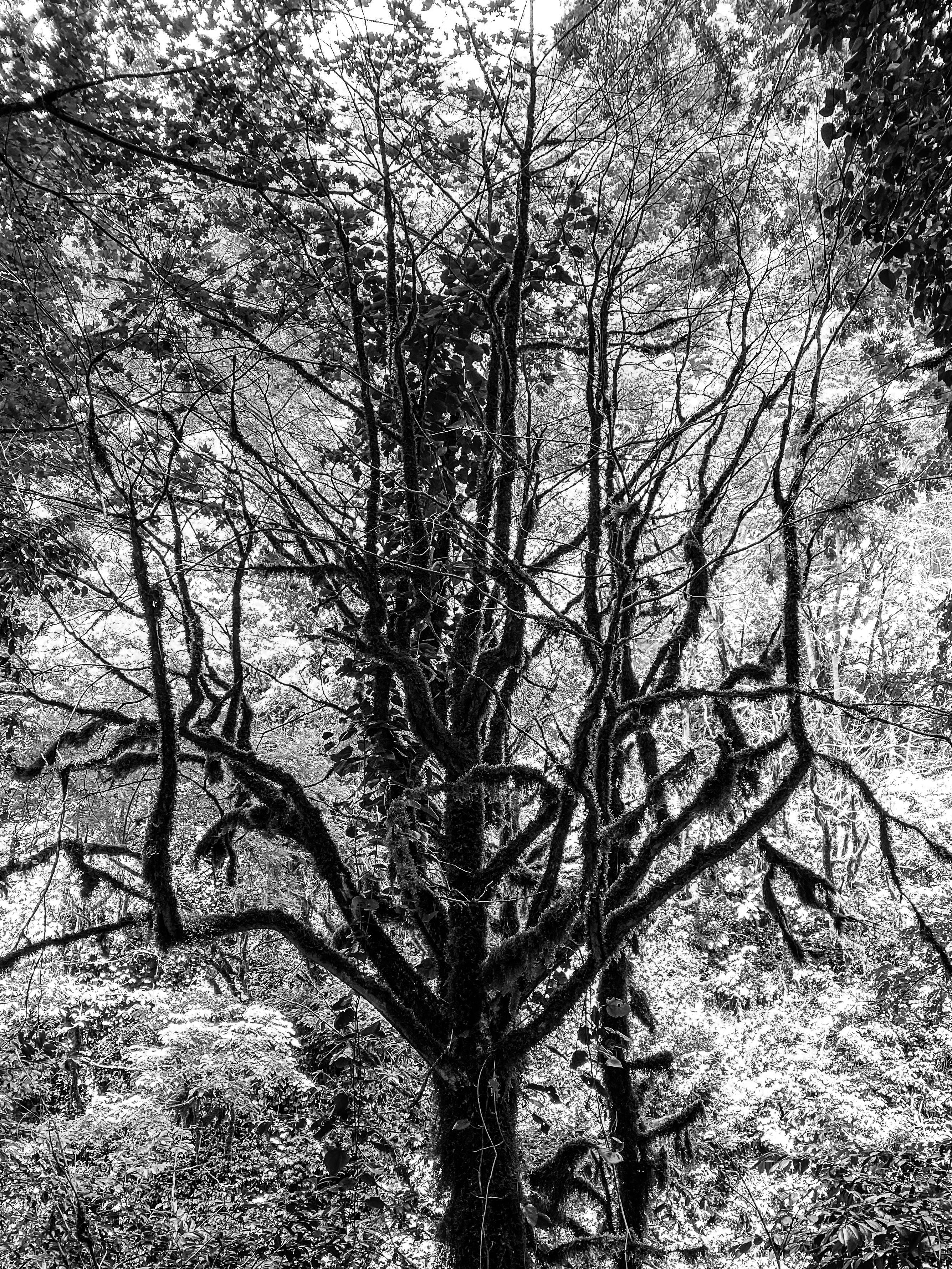 Stunning grayscale photo of a tree with intricate branches and leaves creating a dramatic effect.