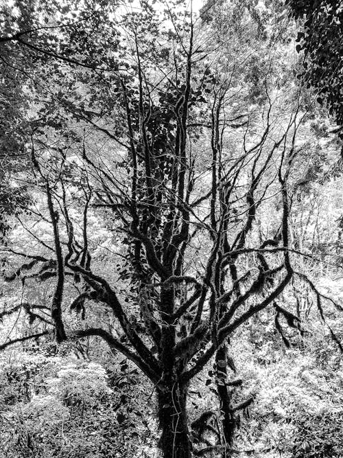 Monochrome Photograph of a Tree with Long Branches