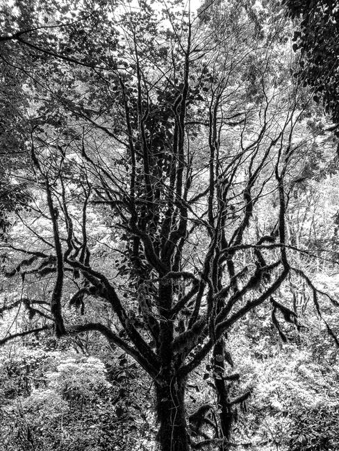 Stunning grayscale photo of a tree with intricate branches and leaves creating a dramatic effect.