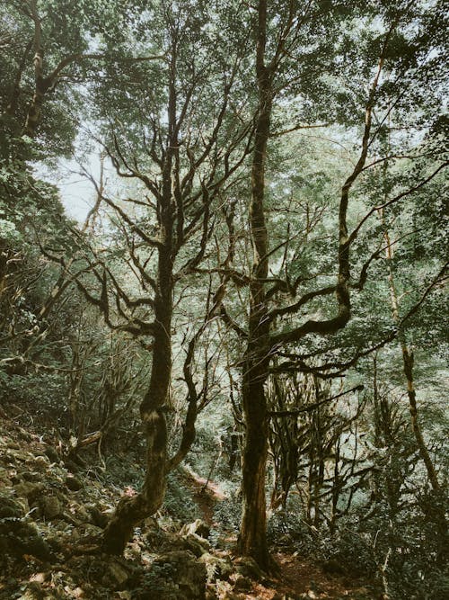 Fotos de stock gratuitas de al aire libre, árboles altos, bañador