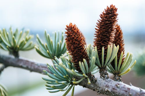 Chụp ảnh Cận Cảnh Của Conifer Cones