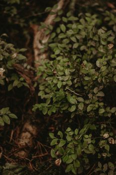 Close-up of lush green leaves in a dense forest environment, showcasing natural beauty.