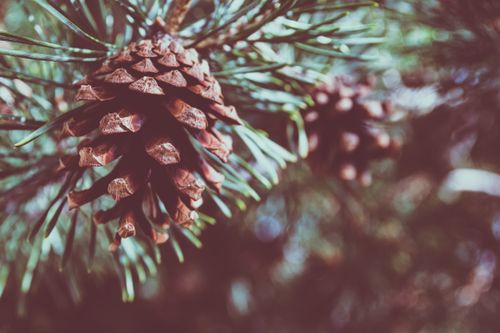 Free Detailed close-up of a pine cone surrounded by green evergreen needles, captured outdoors. Stock Photo