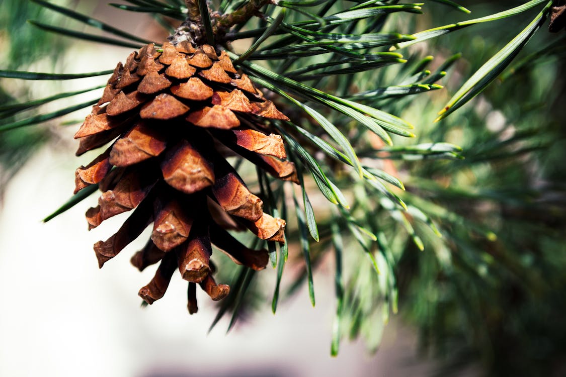 Close Upfoto Van Bruine Pinecone