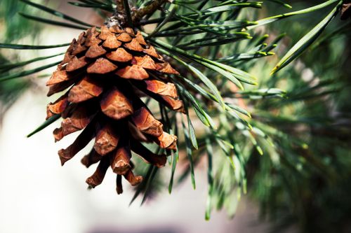 Free Detailed image of a pine cone hanging on a vibrant green evergreen branch, showcasing nature's intricate details. Stock Photo