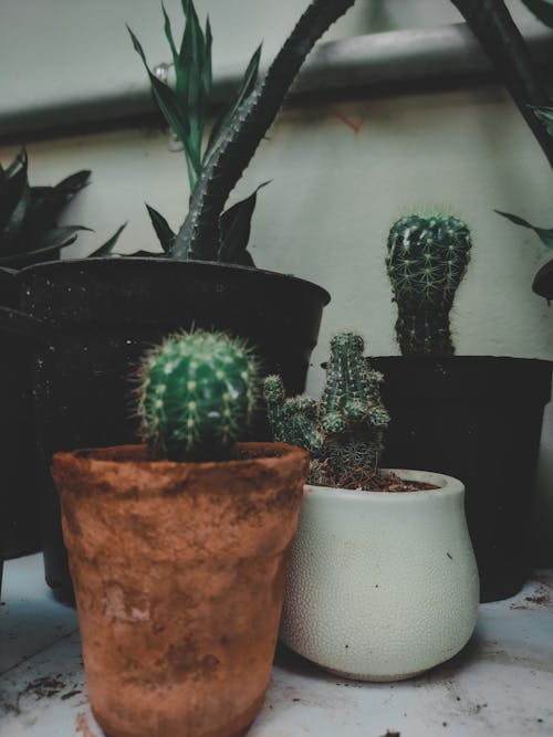 Free stock photo of cactus, plants