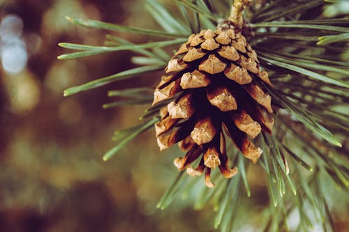 Nahaufnahme Fotografie Von Brown Pine Cone