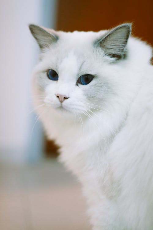 White Cat in Close Up Photography