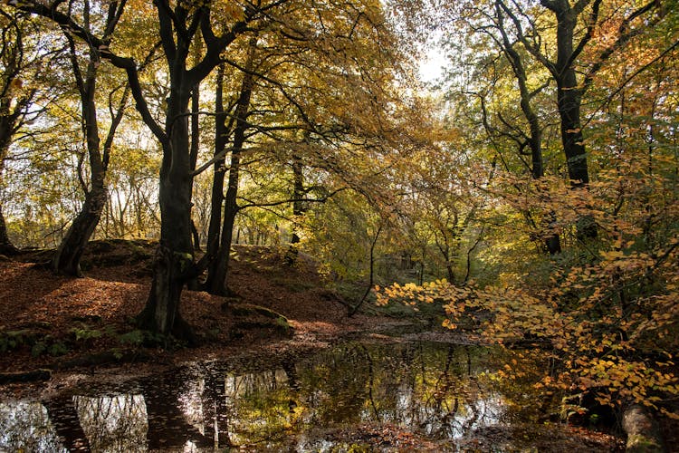 Green Trees Beside River