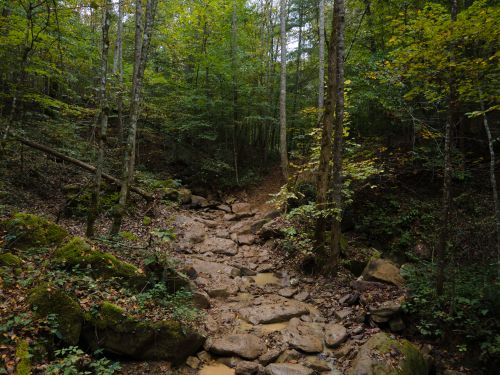 Free Nature trail in lush Wytheville forest with mossy rocks and vibrant greenery. Stock Photo