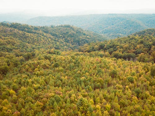 Безкоштовне стокове фото на тему «дерева, зйомка з висоти, ліс»