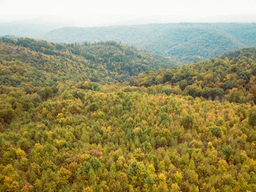 Imagine de stoc gratuită din arbori, codru, deal